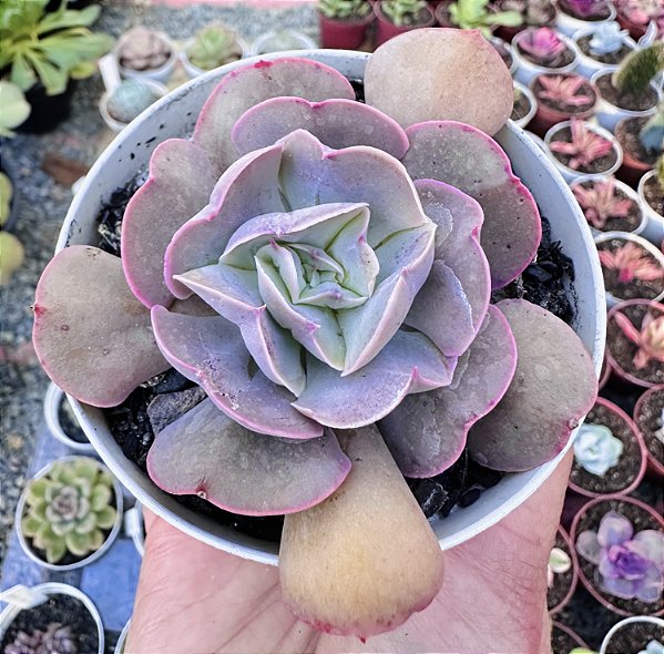 E. PAINTED X TOPSY TURVY POTE 9