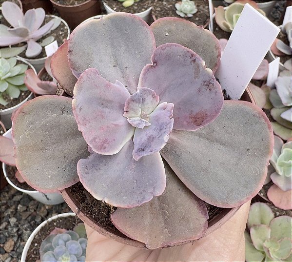 E. GIBB. PURPLE CHAMPAGNE POTE 9