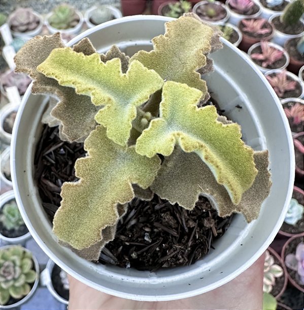 K. BEHARENSIS MALTESE CROSS POTE 9