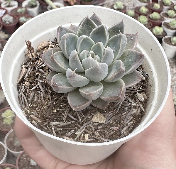 E. WINDS OF CHANGE POTE 9