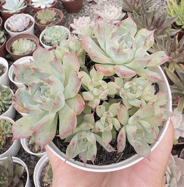 E. HALBINGERI SAN JOAQUIM (COLÔNIA) POTE 9