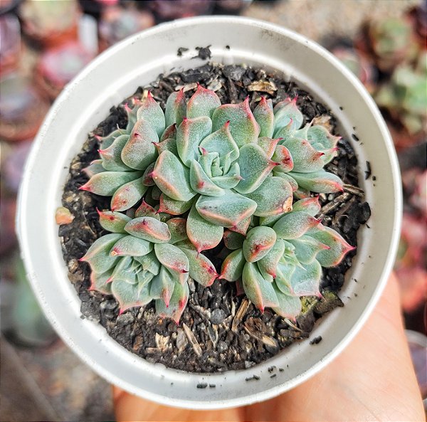 E. HALBINGERI SAN JOAQUIM (COLÔNIA) POTE 9