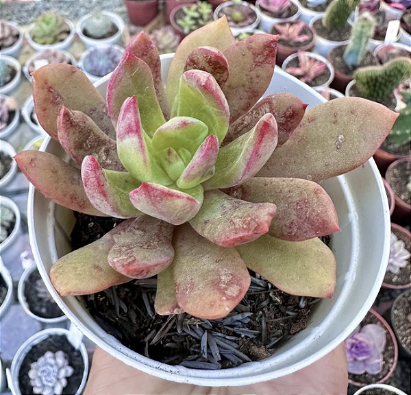 E. TANGUI POTE 9