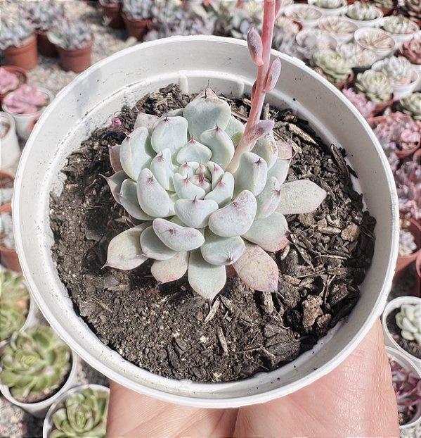 E. CUSPIDATA GEMOLA (PEQUENA) POTE 9