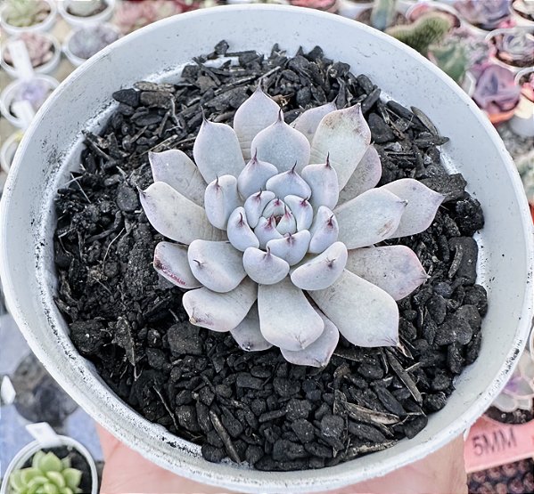 E. CUSPIDATA GEMOLA (PEQUENA) POTE 9