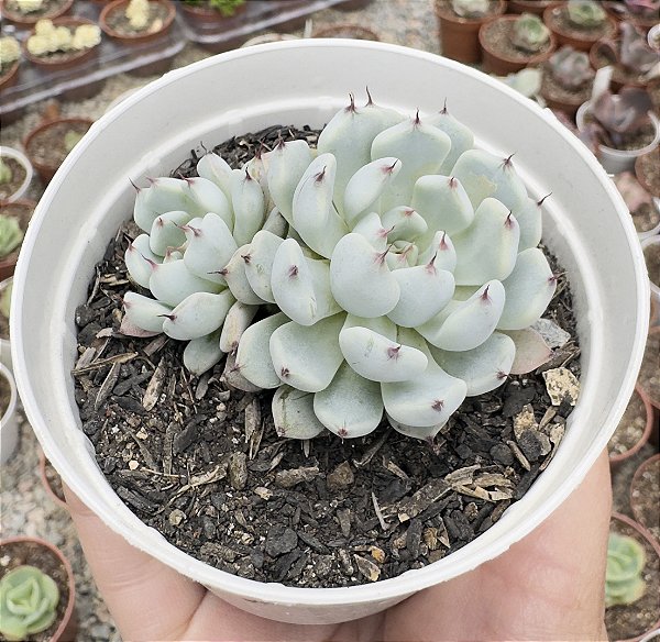 E. CUSPIDATA GEMOLA POTE 9