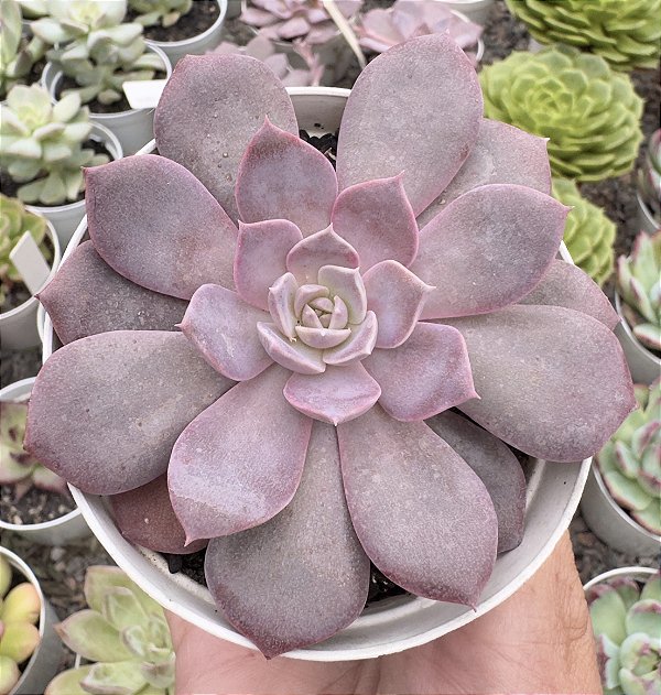 E. DIFRACTENS KOREAN POTE 9