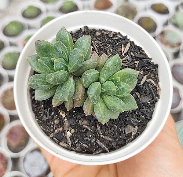 PACHY. ZOONEY POTE 9