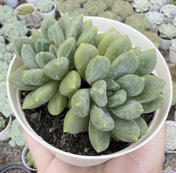 PACHY. ZOONEY POTE 9