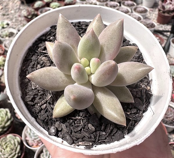 P. ANGEL FINGER POTE 9