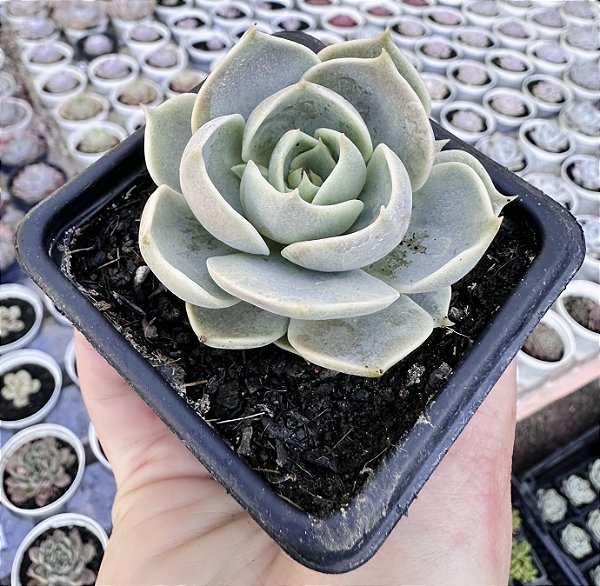 E. LOTUS POTE 7