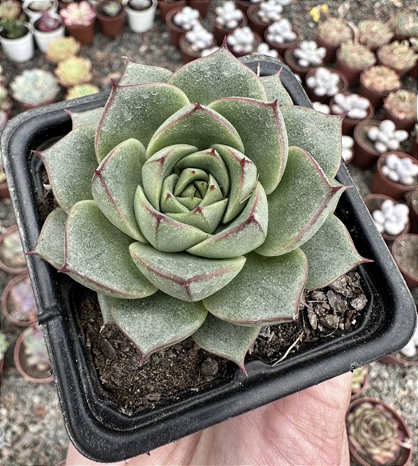 E. FABIOLA POTE 7