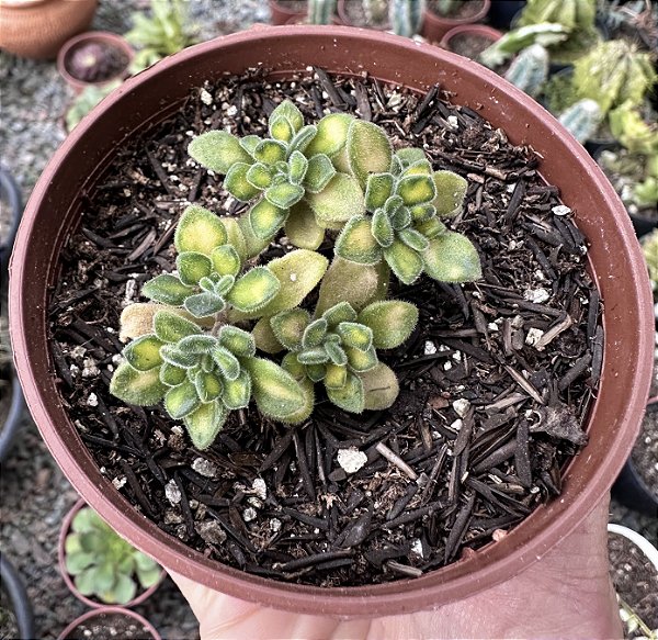 A. LINDLEYI VAR. POTE 9 (PEQUENO)