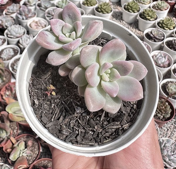 GRAP. ELLEN X MILK WAY POTE 9