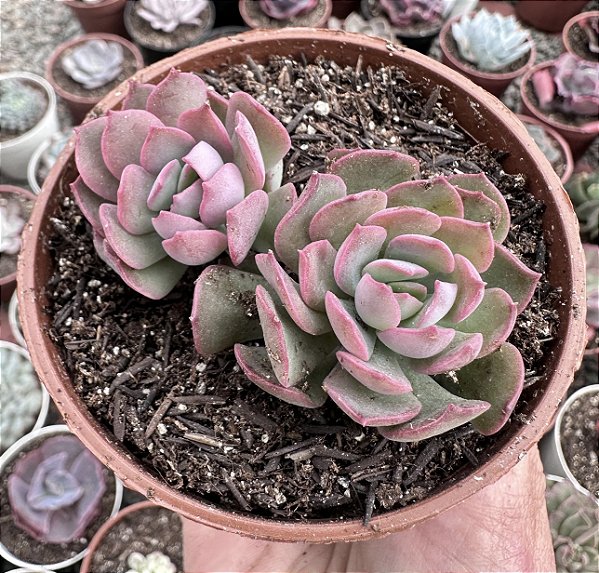 E. HB. QUERÊNCIA POTE 9