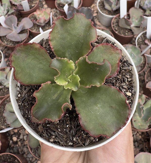 E. GIBB. AMPI POTE 9