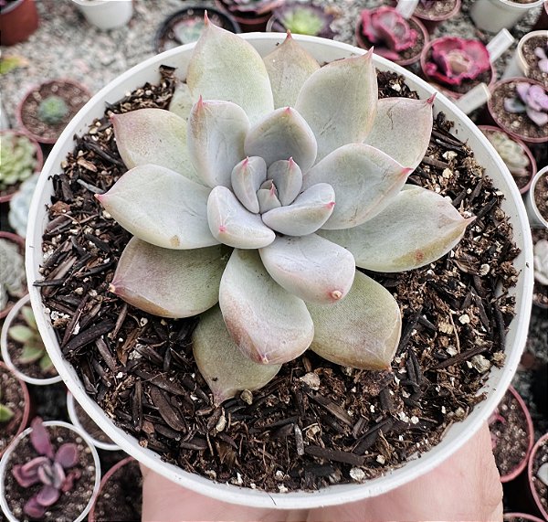 E. AYLLA POTE 9