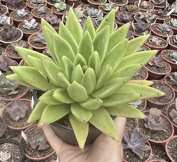 E. AGAV. ESTRELA POTE 11