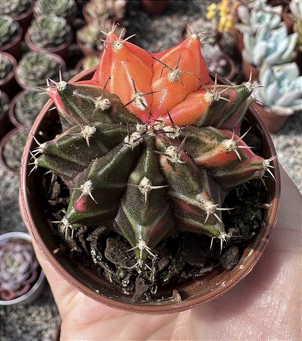 GYMNOCALYCIUM MIHANOVICHII (5) POTE 6