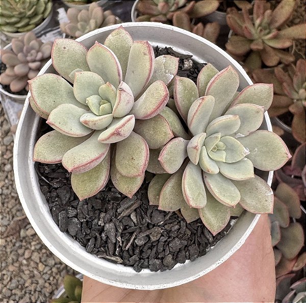 E. COCOA BLOOM POTE 9