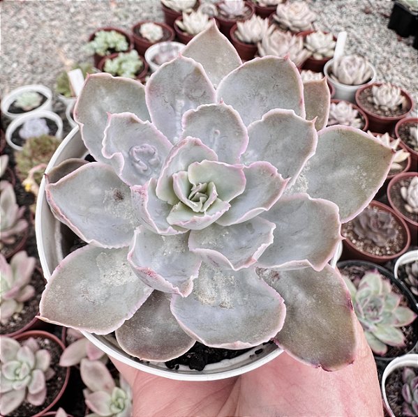 E. NÉBULA POTE 9