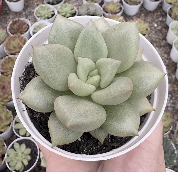 E. VAN KEPPEL POTE 9