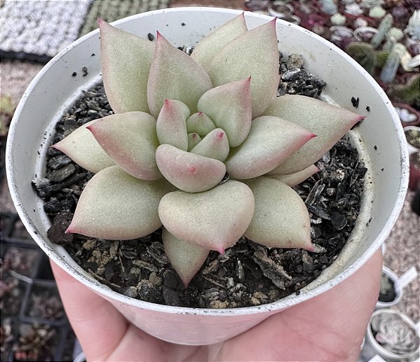 E. VAN KEPPEL POTE 9