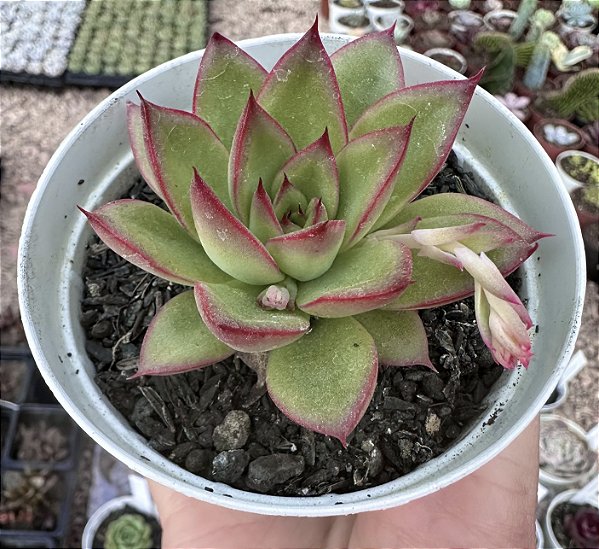 E. AGAVOIDES DIAMONT HEART POTE 9