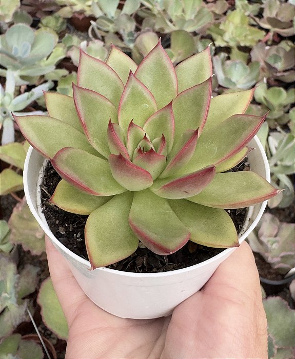 E. AGAVOIDES DIAMONT HEART POTE 9