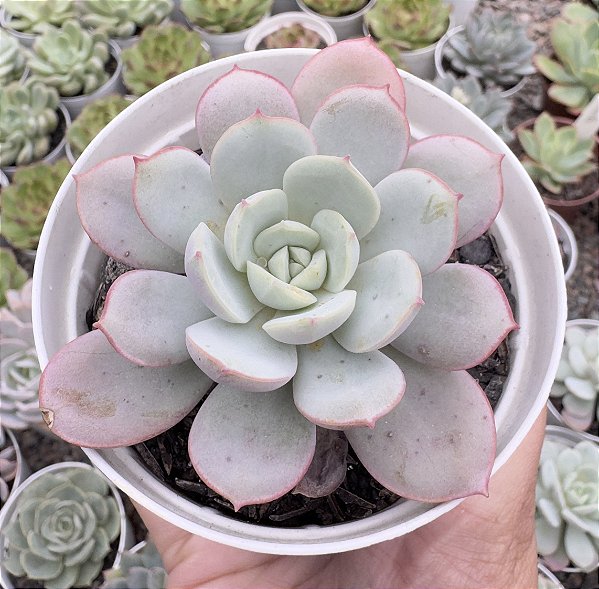 E. SUBCORYMBOSA LAU 26