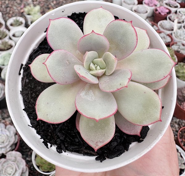 E. SUBCORYMBOSA LAU 26