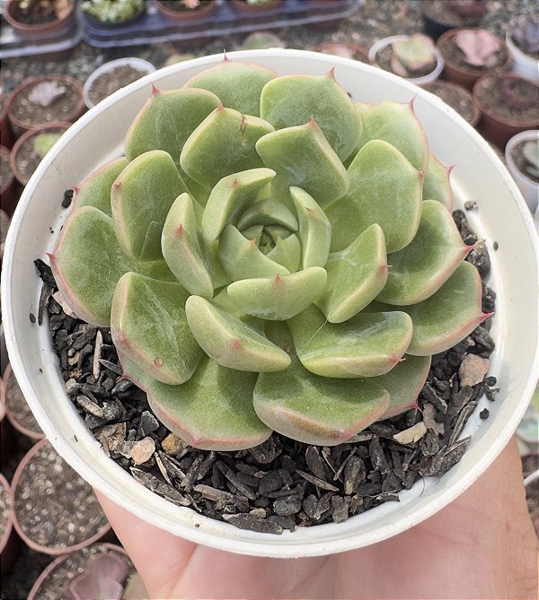 E. BLUSH MIND POTE 9