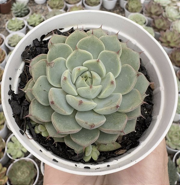 E. LITTLE LEMON POTE 9
