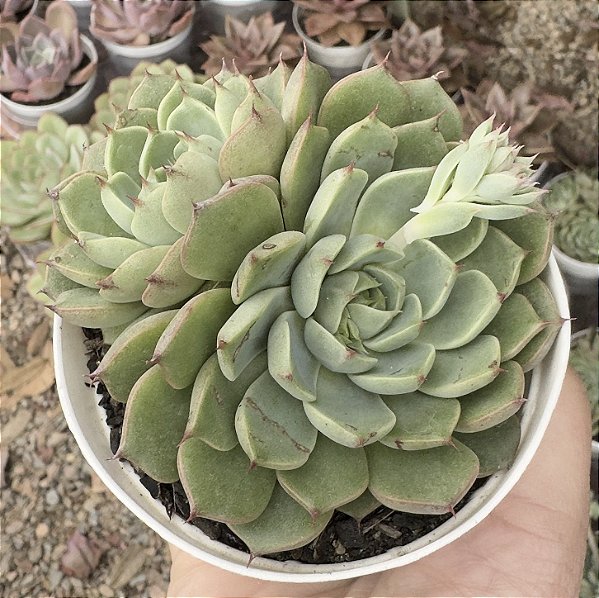 E. LITTLE LEMON POTE 9