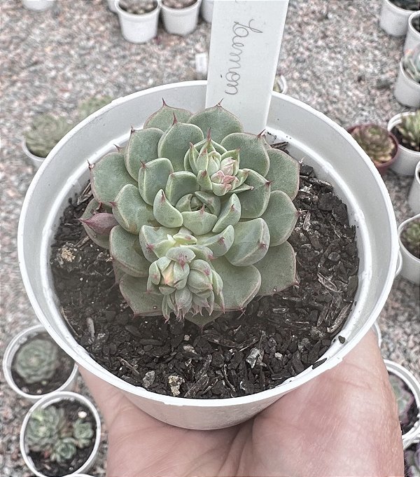 E. LITTLE LEMON POTE 9