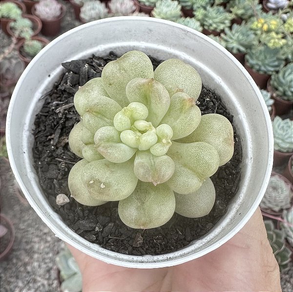 E. BILL GATES POTE 9