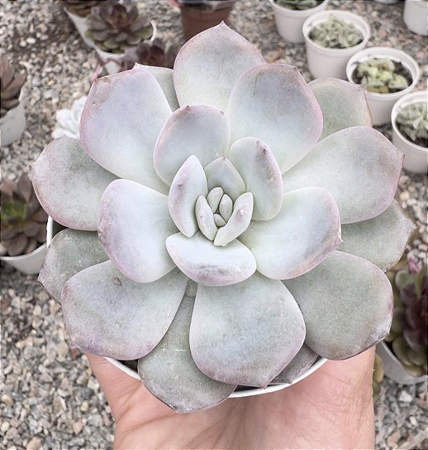 E. LUANA POTE 9