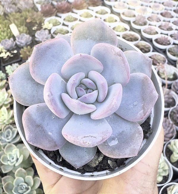 E. LUANA POTE 9