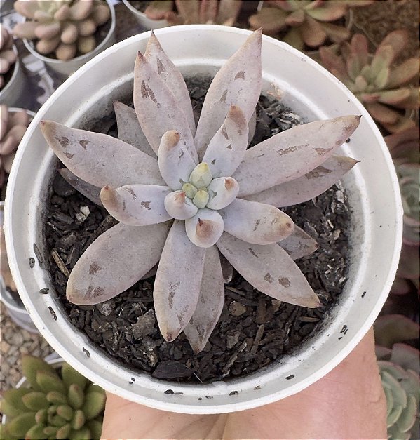 E. UNGUICULATA POTE 9