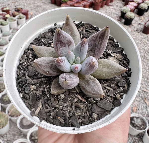 E. UNGUICULATA POTE 9