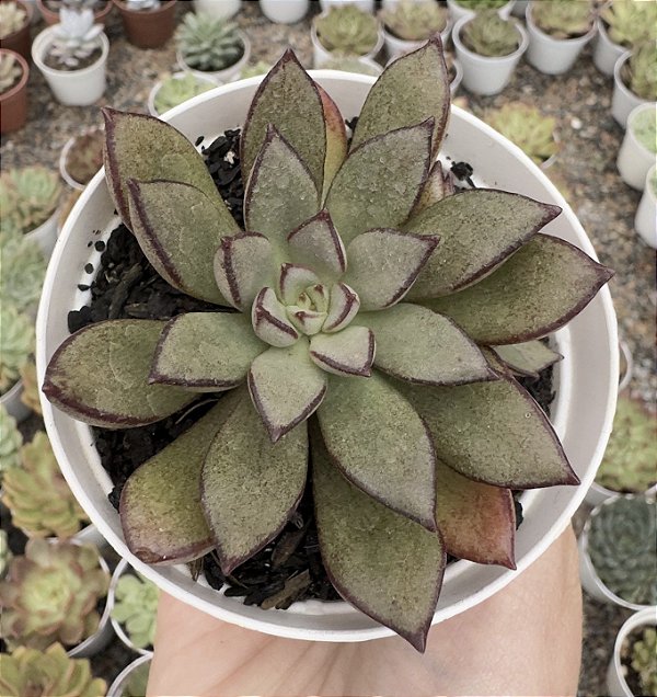 E. VENON NOIR POTE 9