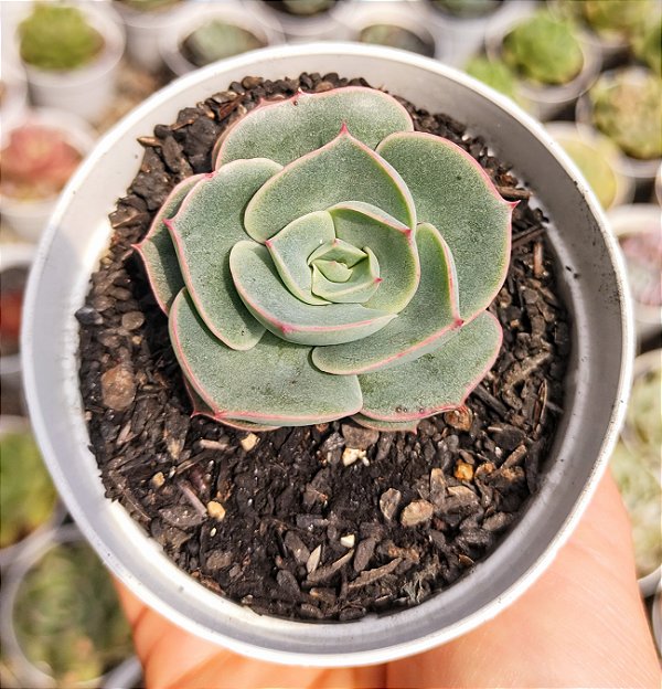E. ENRIQUETA (EMITE CARÚNCULAS) POTE 9