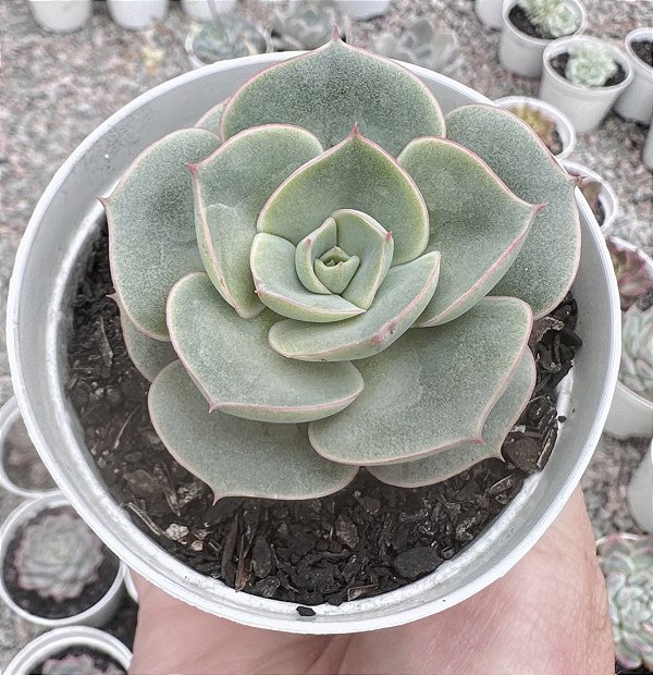 E. ENRIQUETA (EMITE CARÚNCULAS) POTE 9