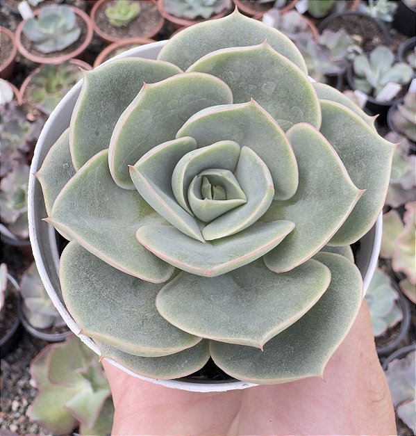 E. ENRIQUETA (EMITE CARÚNCULAS) POTE 9