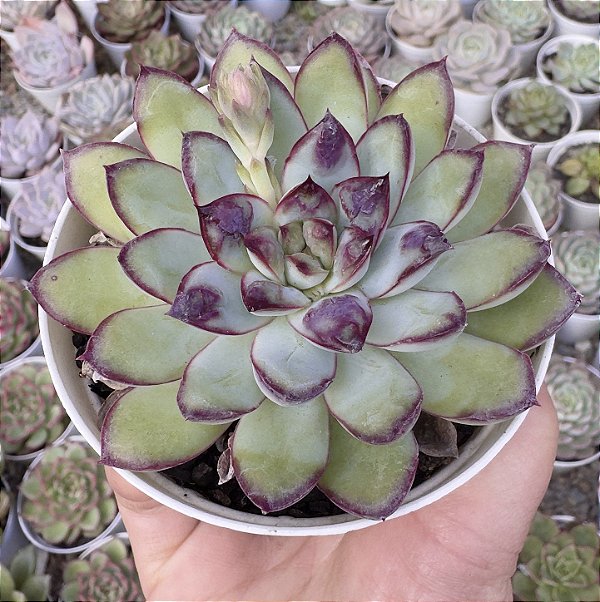 E. PULIDONIS CHRISTMAS BUMPS (CARÚNCULAS) POTE 9
