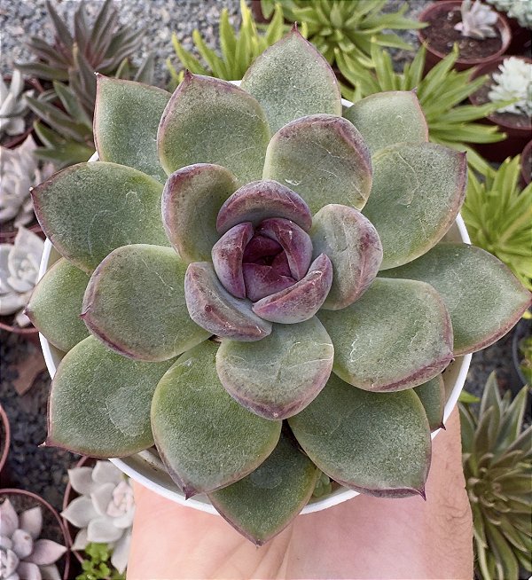 E. BLACK BEAR POTE 9