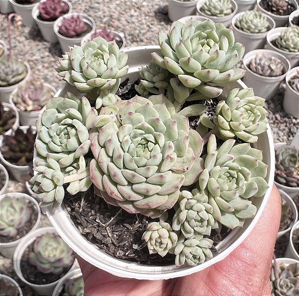 E. PINK BERRY POTE 9