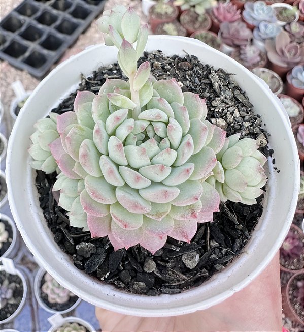 E. PINK BERRY POTE 9