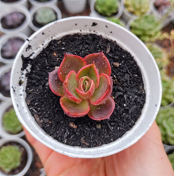 E. HONDEUNG (PEQUENA)POTE 9