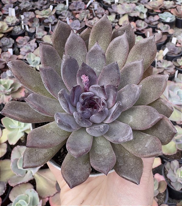 E. BLACK KNIGHT POTE 9
